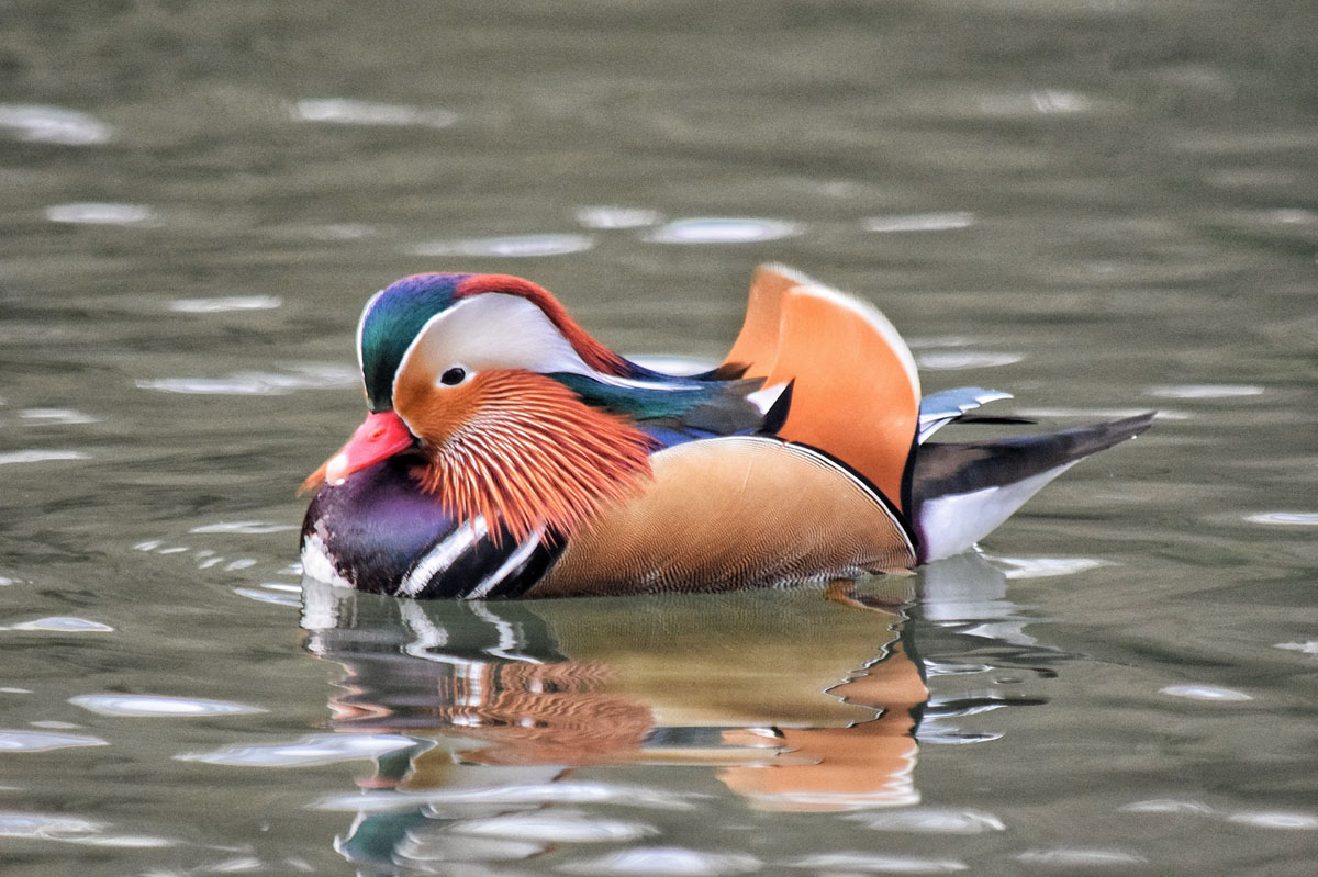 Mandarin Duck